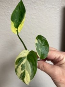 Monstera Adansonii Sp. Laniata Variegata - sadzonka do ukorzenienia