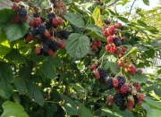 Sadzonki malin 4 odmiany jeżyna bezkolcowa malina czarna 