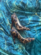 Szpilki christian louboutin w panterkę