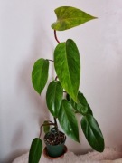 Philodendron Painted Lady