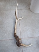 Poroże jelenia, myłkus