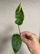 Monstera Adansonii Sp. Laniata Variegata - sadzonka do ukorzenienia