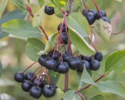 Aronia Naturalna 5kg od Rolnika