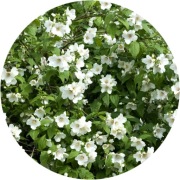 Jaśminowiec Belle Etoile, 2L 