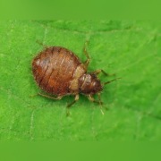 Pluskwy zwalczanie metodą zamgławiania