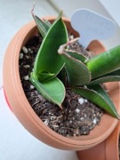 sansevieria twist 