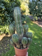 Echinopsis KAKTUS