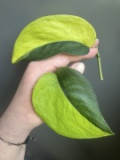 Scindapsus Jade Satin Aurea -pędówka