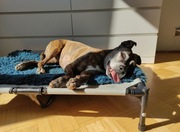 Legowisko podwieszane dla psa