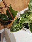 Filodendron BIKIN oraz BRASIL ładne cena za dwa
