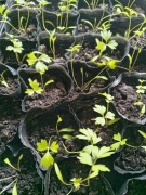 Lubczyk Magii sadzonka doniczka rozsada