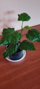Piękny młody zdrowy hibiskus czerwony pełny dawna odmiana + gratis