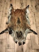 SKÓRA Z DZIKA WARCHLAKA NATURALNA KOMPLETNA Z RATKAMI