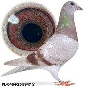 Samica Bulck po Oryg. Drapa Linia Special Kitttel x National Kittel