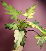 Philodendron radiatum Variegata