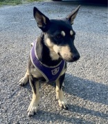 designerskie szelki Comfy Mesh firmy Hugo & Hudson