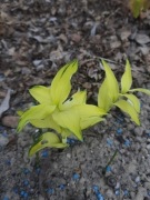 Kokoryczka 'Ki Chou' Polygonatum 
