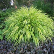 Hakonechloa Aureola C1