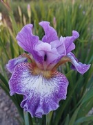 Irys syberyjski 'Judy Judy Judy' Iris sibirica