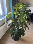 Duża i zdrowa Monstera dziurawa 