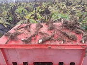 Żywokostu rosyjski 3 sadzonki booking 14  sadzonka unikatowa odmiana 