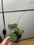 Hoja Hoya sp. Hat Som Paen IML 1438 H300 