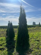 Tuje szmaragd. Piękne, tanie prosto z gruntu. 1,5-2 m wysokości  Błonie