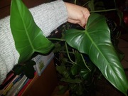 Philodendron filodendron siam sunrise Green cięta 