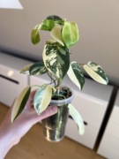 Philodendron Bipennifolium Variegata