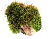 MECH DO TERRARIUM KM66  12/10/11