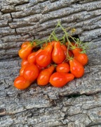 mEGAGRONIASTY CZERWONY  Pomidor kolekcjonerski