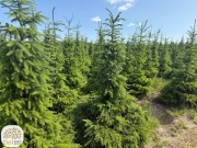picea abies, świerk pospolity, serbski, 80-600cm, duże świerki, bryła