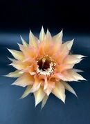 kaktus Echinopsis hybryd 312FF