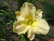 Hemerocallis / Liliowiec: Bona