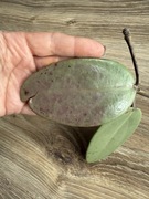 Hoya hoja silver dollar