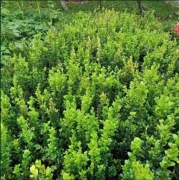 Piękne sadzonki bukszpanu o wysokości ok. 50 cm