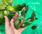Hoya obscura - sadzonka