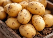 Ziemniaki Naturalnie Wczesne od Rolnika Smart
