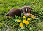 Appenzeller szczenięta FCI/Zapowiedź miotu