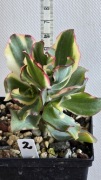 Grubosz Crassula Curly green variegata 