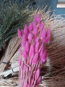 lagurus dmuszek jajowaty trawa suszony różowy 