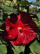 Hibiskus bagienny Bordowy - olbrzymi kwiat 