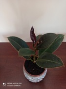 Fikus 'Melany' wąskolistny