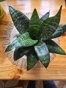 Sansevieria, sansewieria, wężownica.