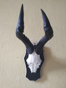 AnTyLoPA hartbeest bawolec rogi poroże Afryka 