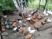 Jaja jajka podmiejskie "wiejskie"