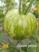 Pomidor Green Zebra