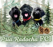 Sznaucer olbrzym szczenięta FCI Psia Radocha ZKwP