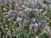 Facelia błękitna miododajna od Rolnika