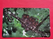 JAPONIA    - Karta telefoniczna  /  SOWY 